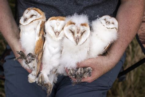 Conservations Celebrate 500 Increase In Barn Owl Chicks Fledged In Ni Last Year Utv Itv News