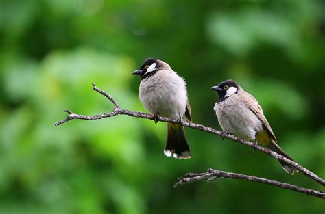 Fotos Gratis Naturaleza Rama Pájaro Fauna Silvestre Pico Macro