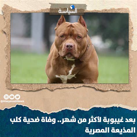صحيفة السياسة بعد مرور أكثر من شهر على حادث انقضاض كلب عائد للمذيعة المصرية أميرة شنب، على جارها