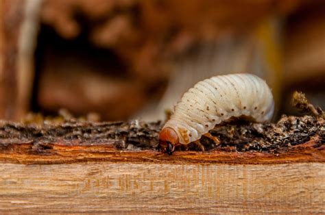 Common Woodworm Questions Answered British Damp Proofing