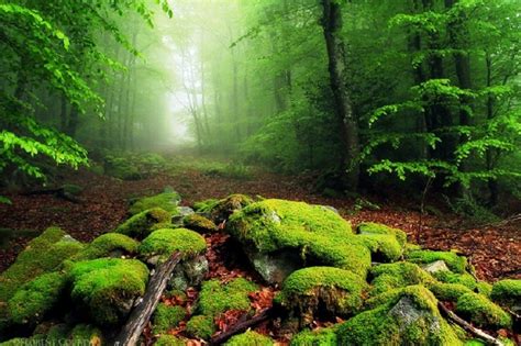 Conoce Los 13 Bosques Más Hermosos Del Mundo Según National Geographic