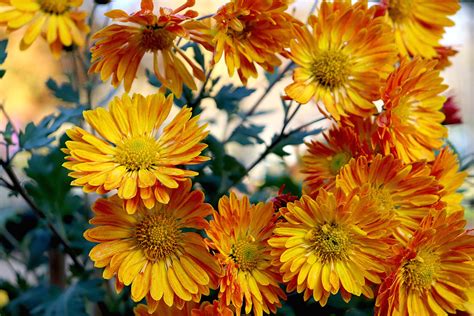 10 Different Types Of Mums For Your Garden Garden Savvy Blog