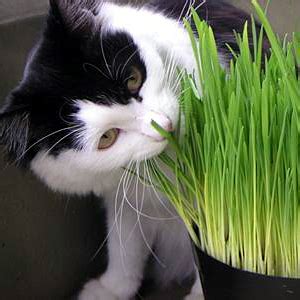 Outdoor wheatgrass is usually treated with herbicides and other harmful chemicals used to preserve the streaks. Benefits Of Growing Wheatgrass (Cat Grass) For Your Cat