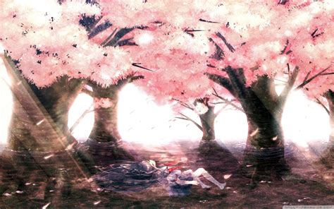 Anime Cherry Blossom 4k Wallpapers Wallpaper Cave