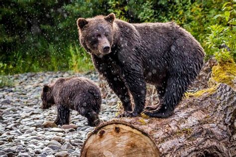 Brief Grizzly Bear Active In Revelstoke Revelstoke Mountaineer