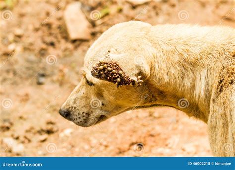 Dog Ticks Stock Photo Image 46002218
