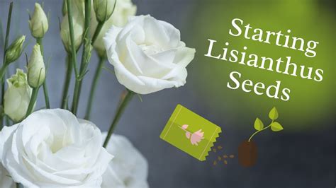 Growing Lisianthus From Seed From Start To Finish Youtube