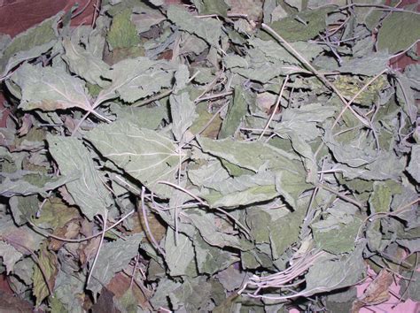 Organic Klip Dagga Leaf World Seed Supply