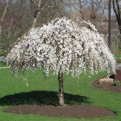 Flowering Cherry Trees For Small Gardens How To Do Thing
