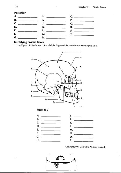 Printable Anatomy Worksheets For College