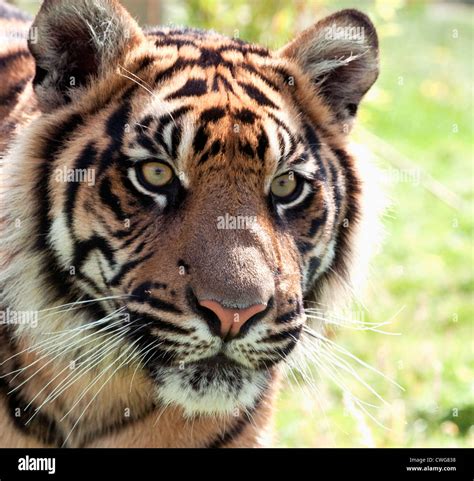 Tiger Ears Hi Res Stock Photography And Images Alamy