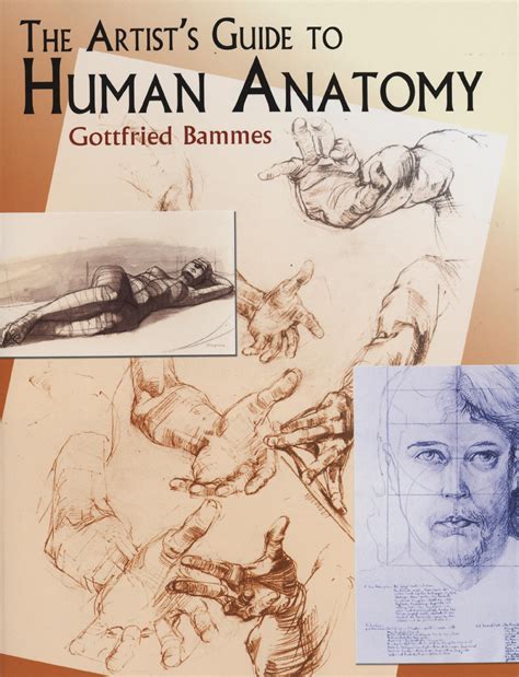 Gottfried Bammes The Artists Guide To Human Anatomy 2004pdf