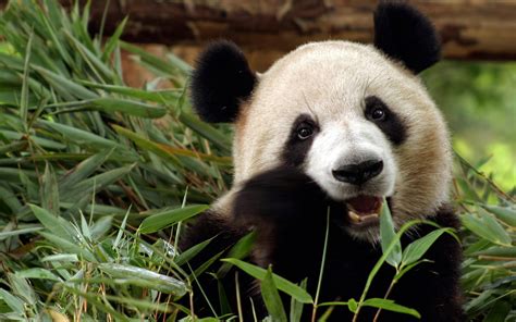 🔥 Free Download Sweet Panda Eating Bamboo Animal Lovers Wallpaper