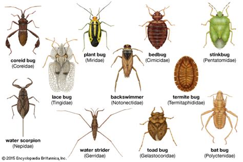 Biological control of pests by natural enemies is a major ecosystem service delivered to agriculture worldwide. 1000+ images about INSECTS LIST NAME on Pinterest