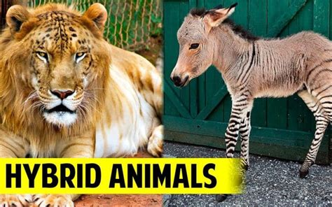 Different Types Of Hybrid Animals Explained With Pictures