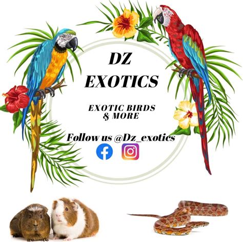 Dzexotics