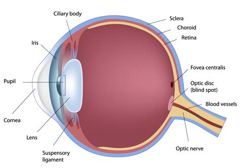 Diagram Of Human Eye Diagram Of Eye For Class 8 785x485 Png Images