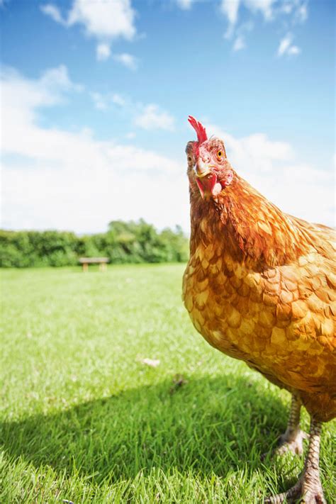 6 Nutritious Plants To Grow For Happy Healthy Chickens