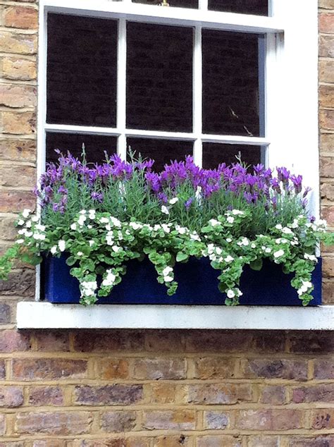 Tall and wide hardiness cold hardy in usda zones. Posy | Window box plants, Window planter boxes, Window box ...