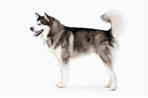 Alaskan Malamute Dogs Breed Information Temperament Size And Price