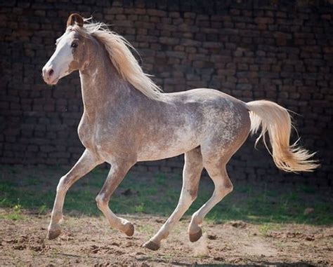 rarest   beautiful horse breeds   world