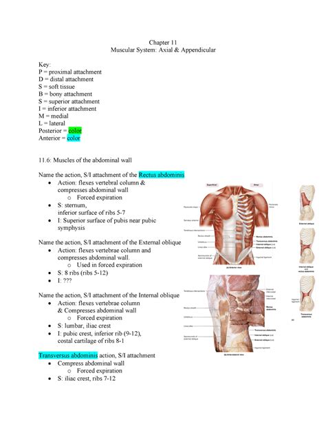 Muscular System Ch 116 118 Chapter 11 Muscular System Axial