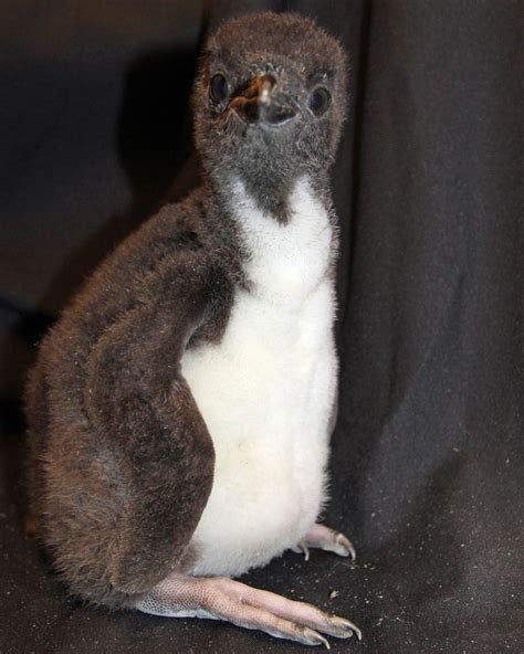 Tennessee Aquarium Blog Macaroni Penguin Chick Hatches At The