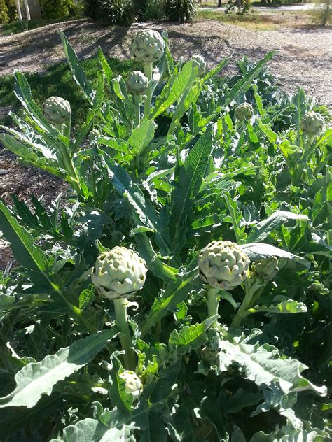 Artichoke About 3 4 Ft Tall X Wide Size Varies Large Ornamental