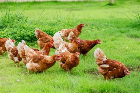 How Long Do Chickens Live Chicken Lifespan In 2021