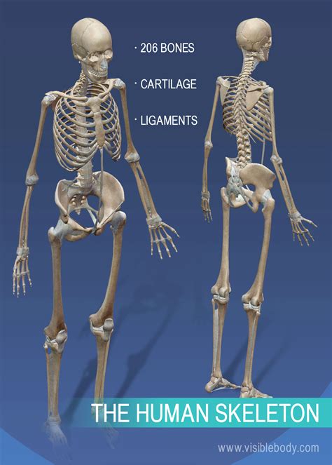 learn skeleton anatomy overview of skeleton