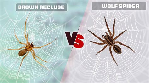 Brown Recluse Vs Wolf Spider Identify The Differences