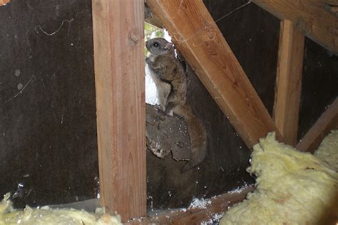 How To Get Rid Of Flying Squirrels In Attic