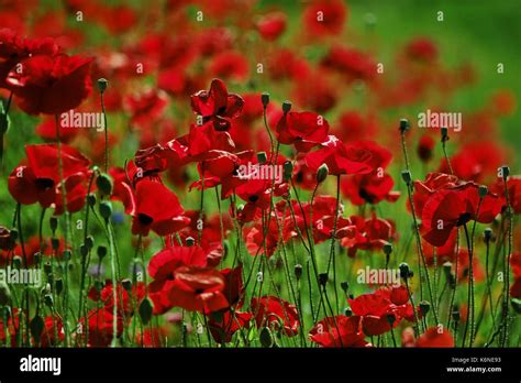 Poppy Field Remembrance Stock Photo Alamy