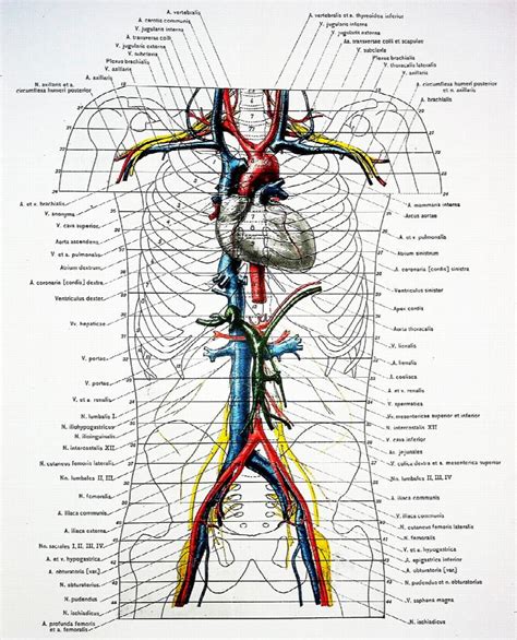 A Cross Section Anatomy Average Position Of Organs From Eleven
