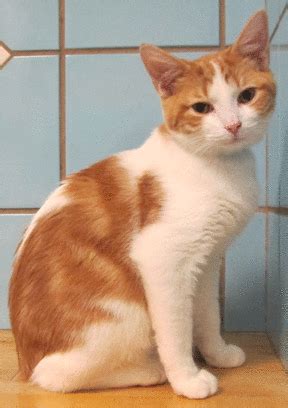 The majority of cats fall into three breeds: Tabby Orange And White Cat Breed