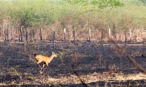 Ele voltou ao habitat depois de 36 dias tratamento no instituto. Queimadas no Pantanal: entenda o que está acontecendo na ...