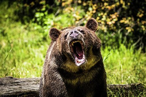 Grizzly Bear Montana Wildlife Photograph By Yitzi Kessock Pixels