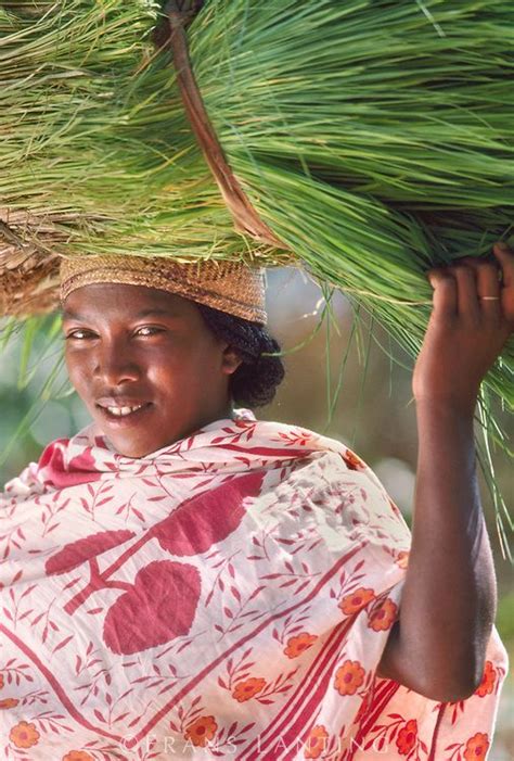 betsileo woman carrying harvested rice plants central madagascar madagaskar afrika we are