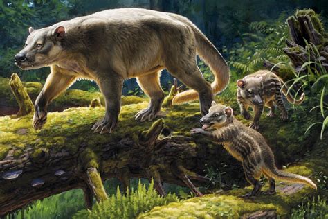 Cretaceous Animals And Plants