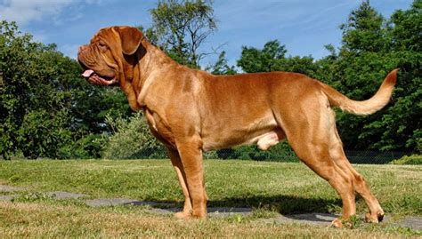 Dogue De Bordeaux Dog Breed Information And Facts Pictures Pets Feed