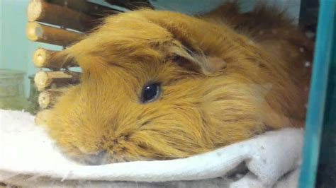 It's beneficial to seek medical attention at the. Guinea Pig Sleeping With Eyes Open - YouTube