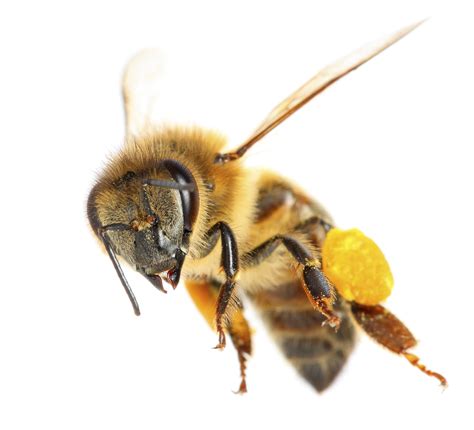 A collection of the top 49 honey bee wallpapers and backgrounds available for download for free. Bee White Background Images | AWB