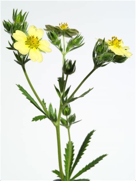 Check spelling or type a new query. Sulfur Cinquefoil—Wild Flowers | Hakusan Creation