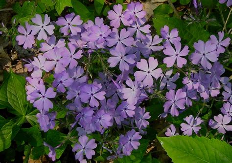 Woodland Phlox A Natural Mingler — Enchanted Gardens