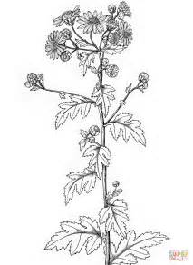 Indian chrysanthemum coloring page | Free Printable Coloring Pages