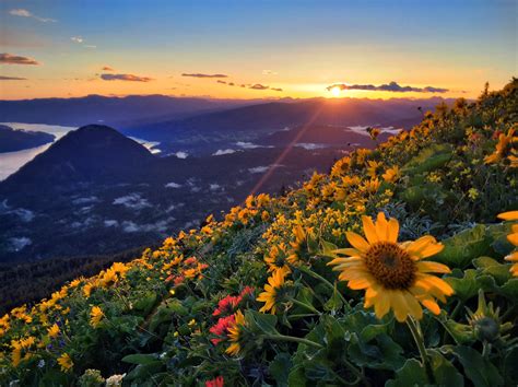 Dog Mountain Flowers At Sunset After Last Nights