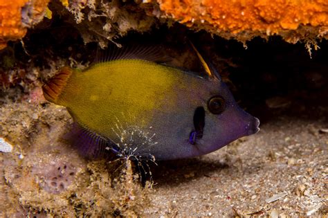 Blackbar Filefish Facts And Photographs Seaunseen