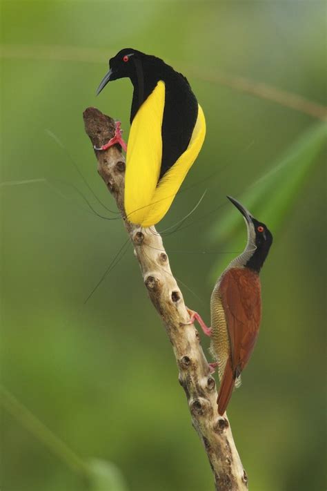 Among birds-of-paradise, good looks are not enough to win a mate