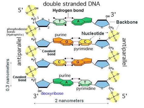 Dna Double Helix Labeled Model Online Image Arcade