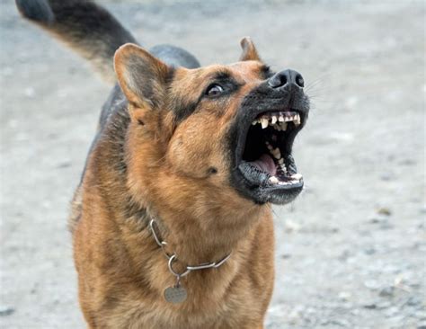 Wählen sie täglich aus 400.000 verbindungen an 2.500 orte in mehr als 35. Top 10 des races de chiens considérées comme les plus ...